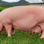 Razas de cerdos más rentables para producción porcina en América Latina