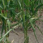 Sequía en Manabí pone en riesgo el 77% de la cosecha de maíz amarillo