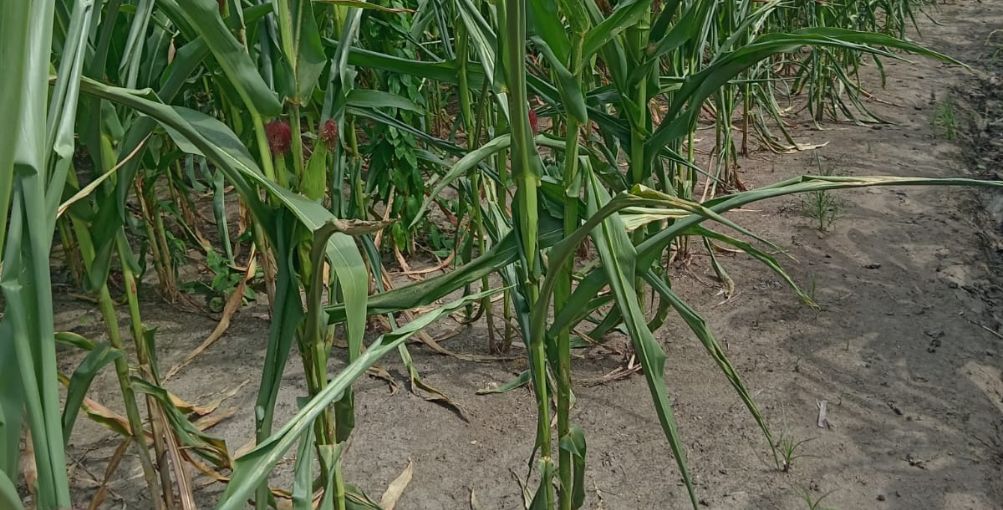 Sequía en Manabí pone en riesgo el 77% de la cosecha de maíz amarillo